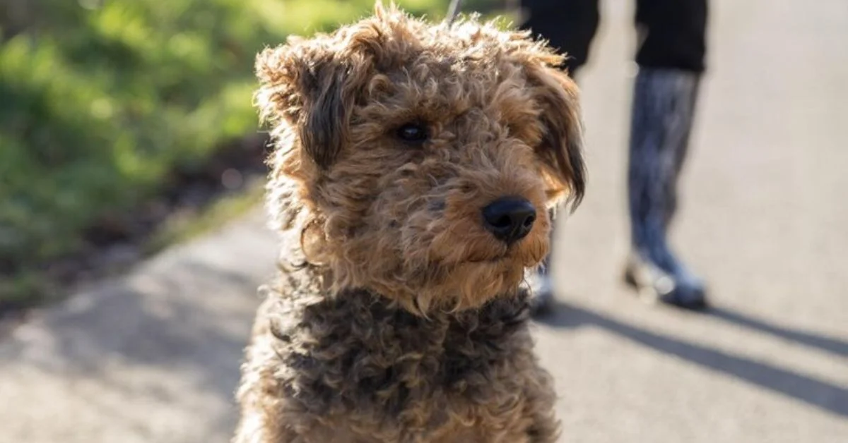 A Micro Bernedoodle is a designer dog bred for small size with characteristics from its Bernese Mountain Dog and Poodle ancestors.