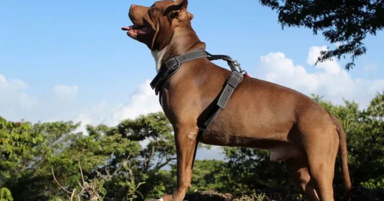 Unlike many popular breeds with ancient or unclear histories, the Hanging Tree Dog was created with an intentional vision during the late 20th century.