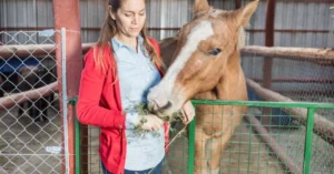Stables tape is a specialized adhesive or self-adhering band designed primarily for use in equestrian environments, though its applications extend beyond horses to livestock, veterinary care, and even specialized agriculture.