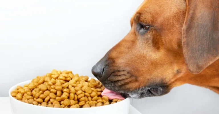 Rhodesian Ridgebacks